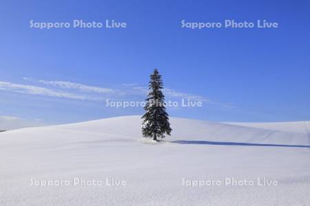 クリスマスツリーの木