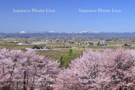 キトウシ森林公園より桜と水田