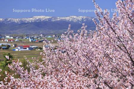 キトウシ森林公園より桜と水田