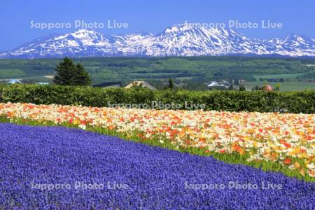 ファーム富田の花畑と旭岳