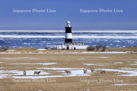 流氷の能取岬とエゾシカ
