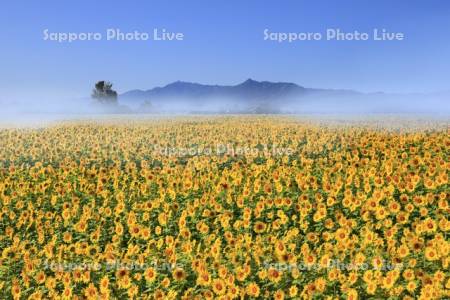 ヒマワリと朝霧