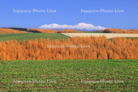 秋の美瑛と旭岳
