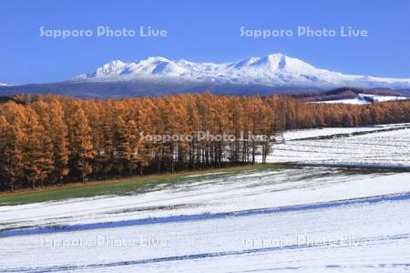 初雪の丘陵地と旭岳