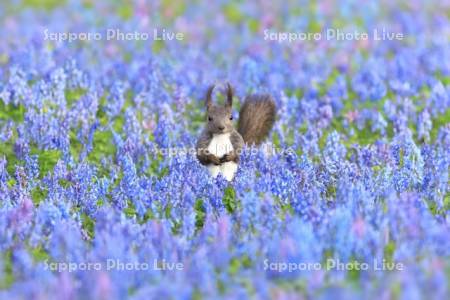 春の花畑とエゾリス
