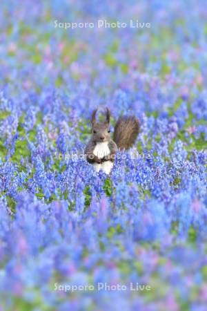 春の花畑とエゾリス