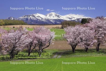 富良野の桜と十勝岳連峰