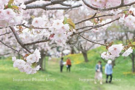 桜