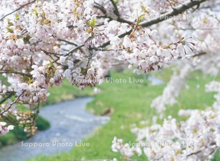 気門別川