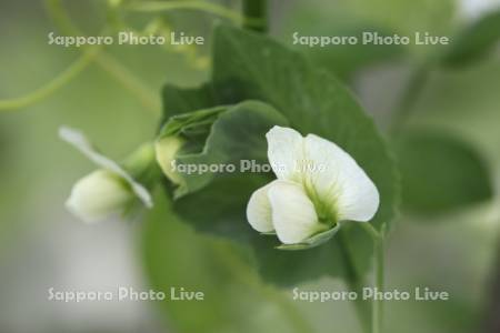 スナップエンドウの花