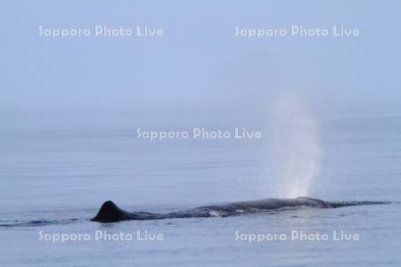 マッコウクジラ