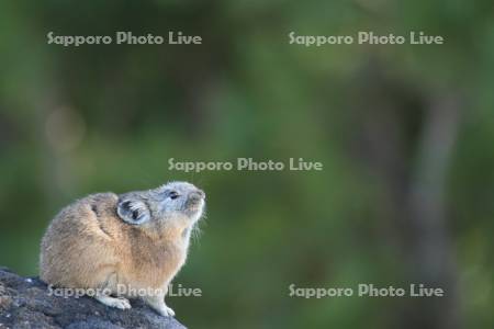 ナキウサギ