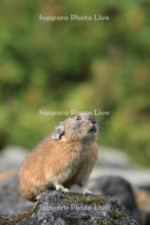 ナキウサギ