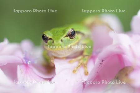 ニホンアマガエル