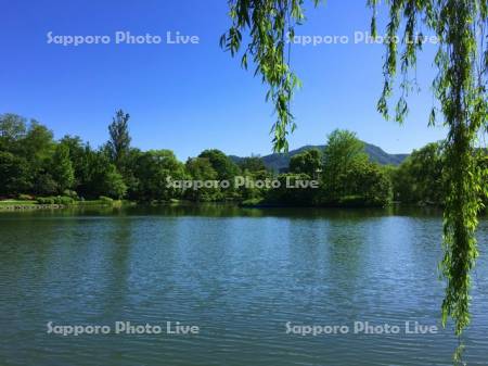 中島公園菖蒲池から藻岩山