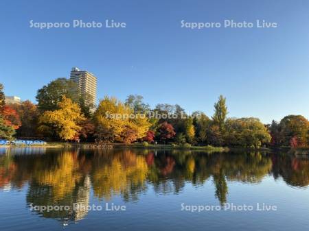 中島公園　菖蒲池