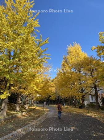 中島公園