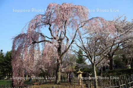 桜咲く中島公園 日本庭園のしだれ桜