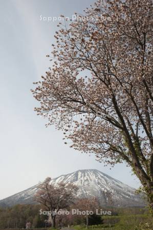 羊蹄山