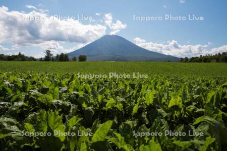 ビート畑と羊蹄山