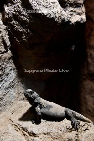 円山動物園　は虫類・両生類館　トゲチャクワラ