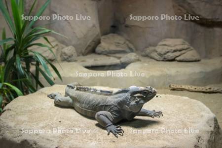 円山動物園　サイイグアナ