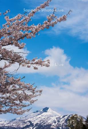 桜とニセコアンヌプリ