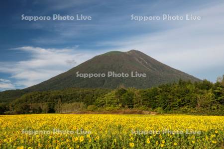 ヒマワリと羊蹄山