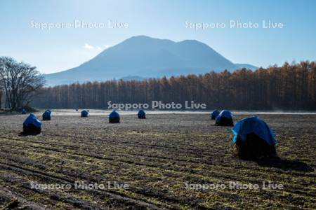 ニオのある風景