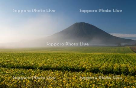 朝霧の小豆畑と羊蹄山