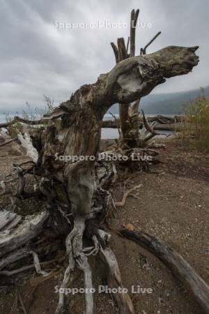 支笏湖と流木