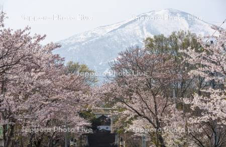 岩内神社の桜