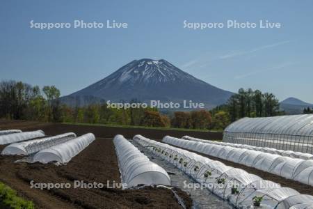 メロンのハウスと羊蹄山