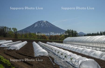 メロンのハウスと羊蹄山