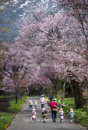 真狩神社の桜と園児