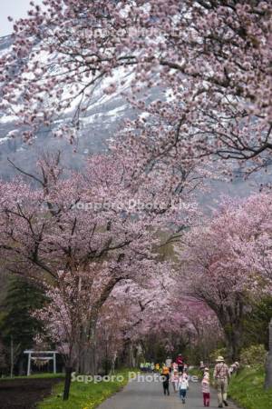 真狩神社の桜と園児