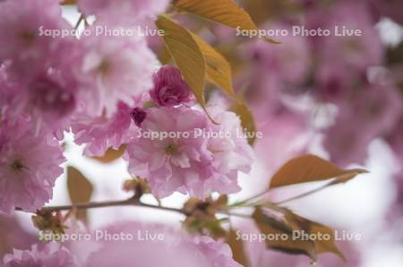 八重桜