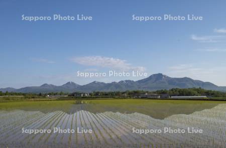 早苗の水田とニセコ連峰