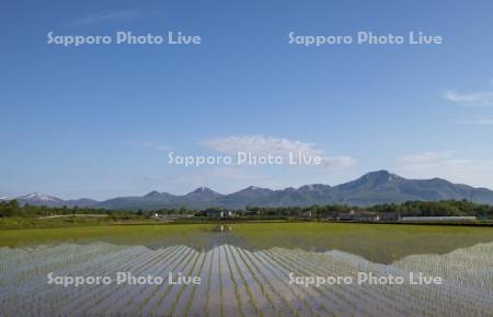 早苗の水田とニセコ連峰