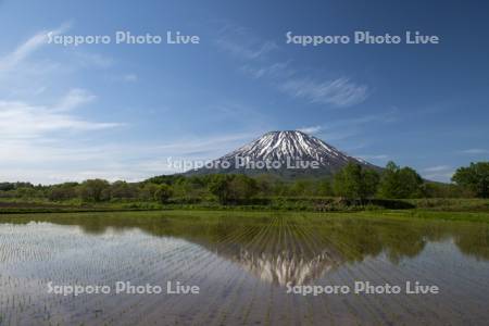 早苗の水田と羊蹄山