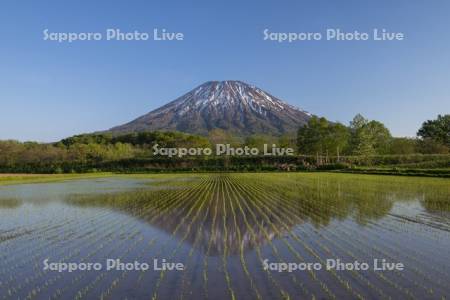 早苗の水田と羊蹄山