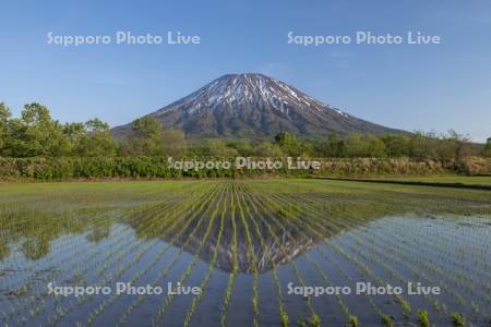 早苗の水田と羊蹄山