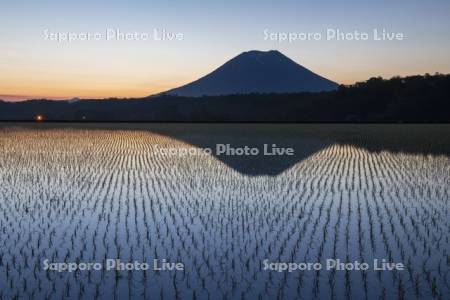 早苗の水田と羊蹄山