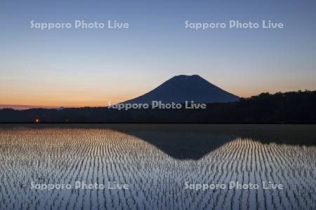 早苗の水田と羊蹄山