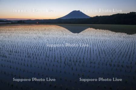 早苗の水田と羊蹄山