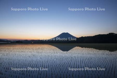 早苗の水田と羊蹄山