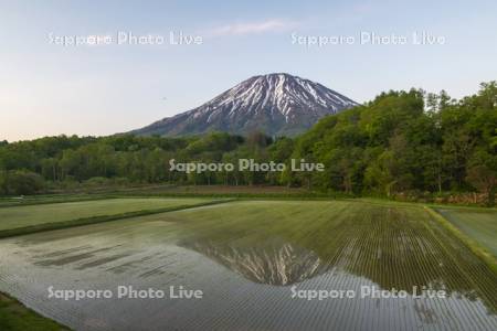 早苗の水田と羊蹄山