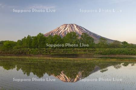 早苗の水田と羊蹄山