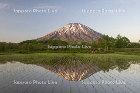 早苗の水田と羊蹄山