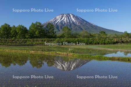 早苗の水田と羊蹄山